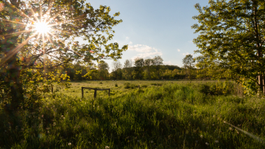 Billedet viser en græseng
