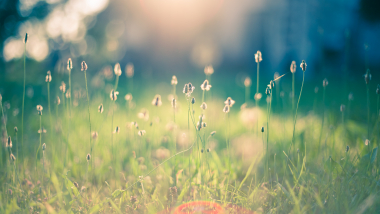 Billedet viser en græsmark