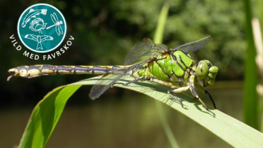 Billedet viser en Grøn Kølleguldsmed