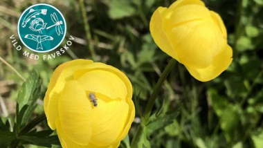 Billedet viser en blomsten "gul engblomme"