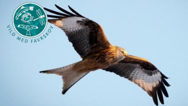 Billedet viser en Rød Glente