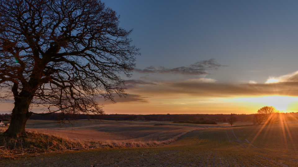 Solopgang ved marker