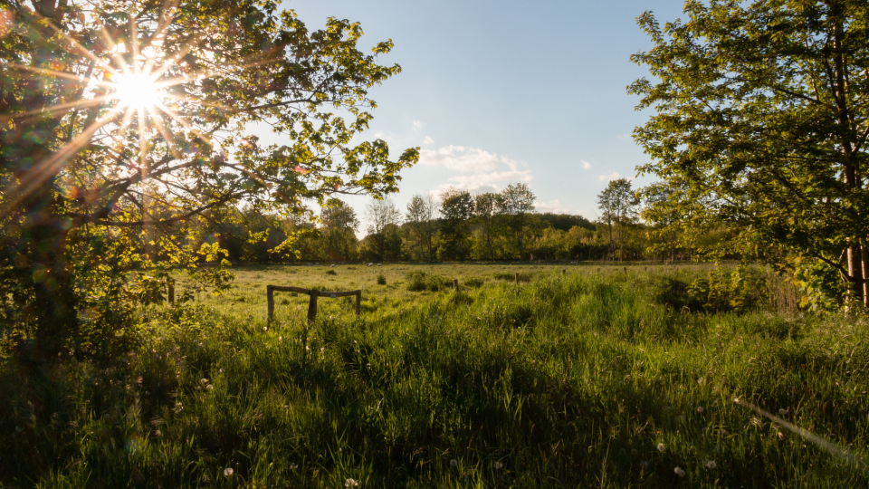 Billedet viser en græseng