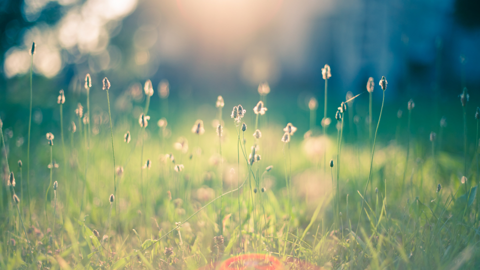 Billedet viser en græsmark
