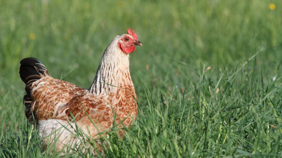 Høne i grønt græs