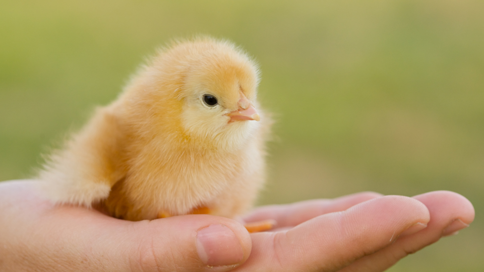 Hånd holder kylling