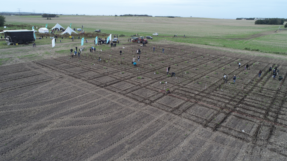 Skovrejsning ved Hadbjerg