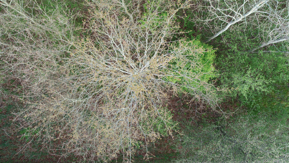 Himmerigskoven fra oven