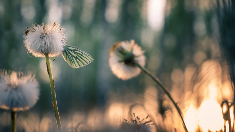 Mælkebøtter i sommernat