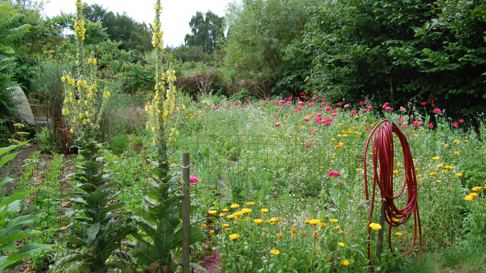 Have med vilde blomster