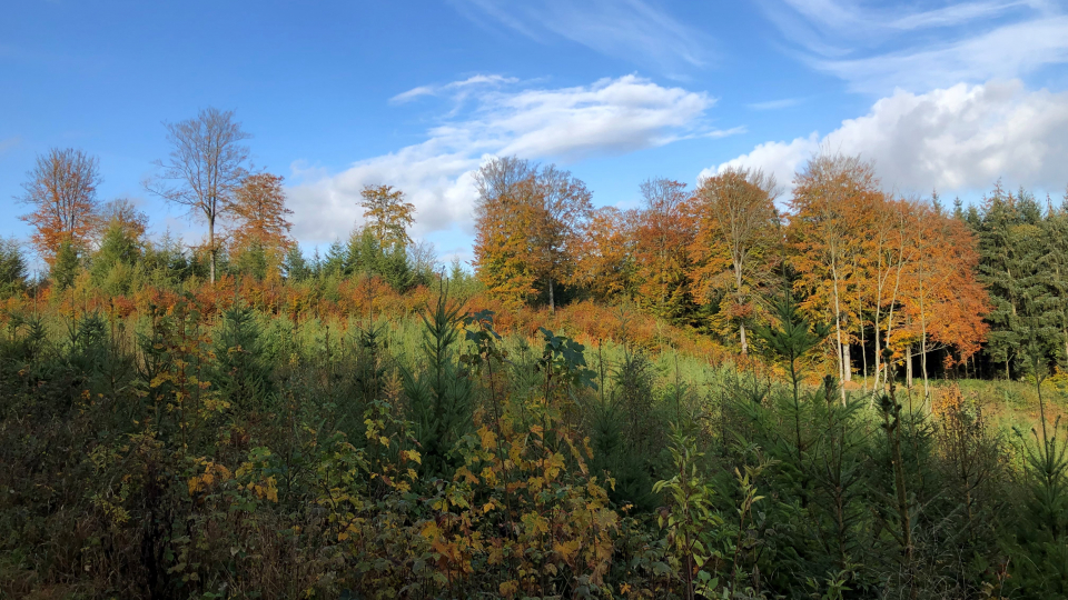 Skov på Linen ved Hinnerup
