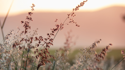 Billede af dekorativ karakter