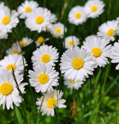 Bellis blomster