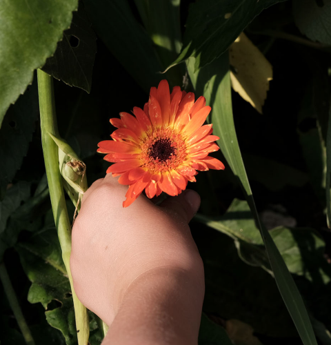 Barnehånd plukker blomst