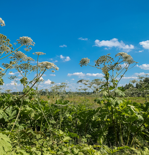 Billedet viser planten Kæmpebjrøneklo