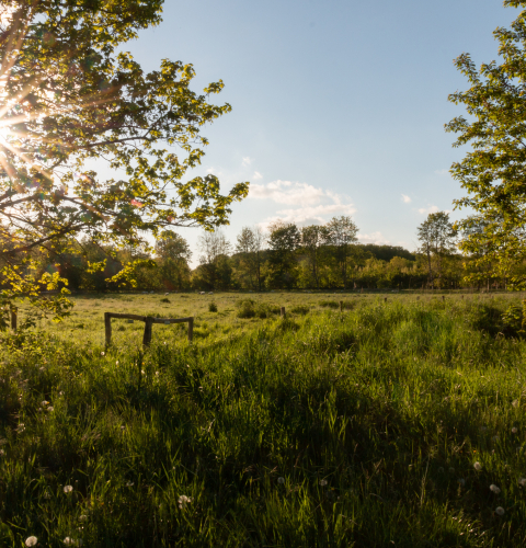 Billedet viser en græseng