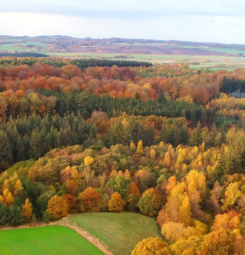 Efterårsskov ved Vivild, Hadsten