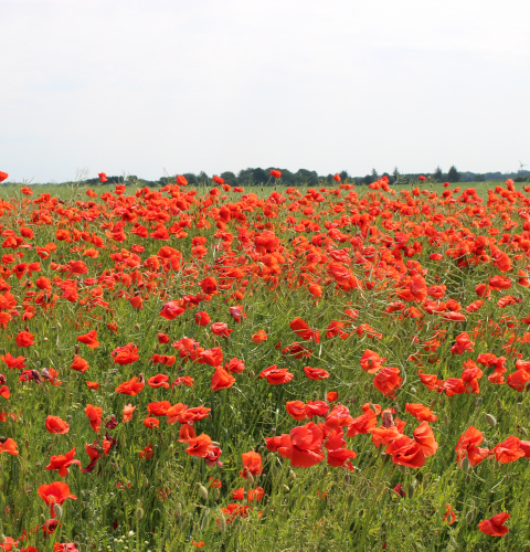 Billedet viser en valmuemark