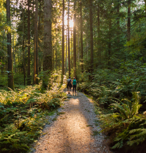 Par der går tur i en skov