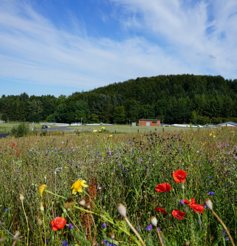 Blomster foran Hammel rensningsanlæg