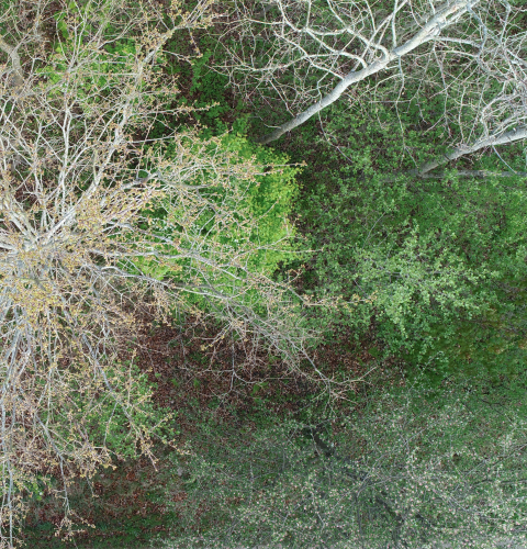 Himmerigskoven fra oven