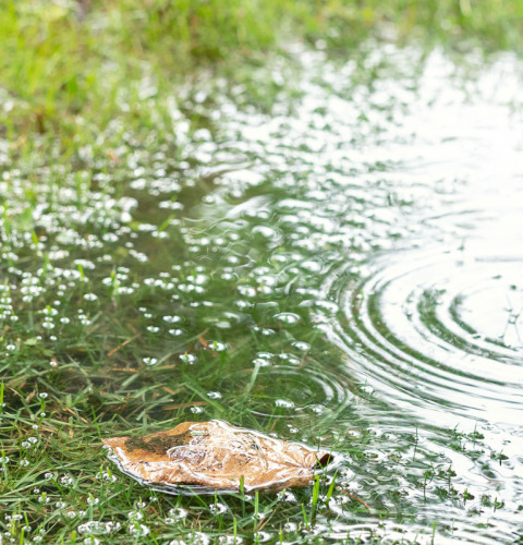 Billedet viser regnvand i haven