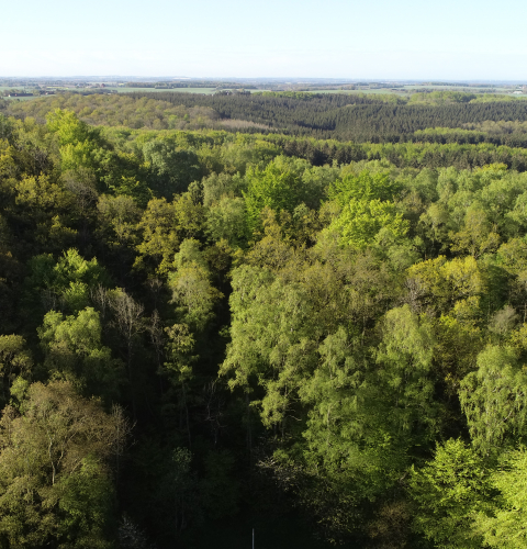 Skov ved Busbjerg ved Ulstrup