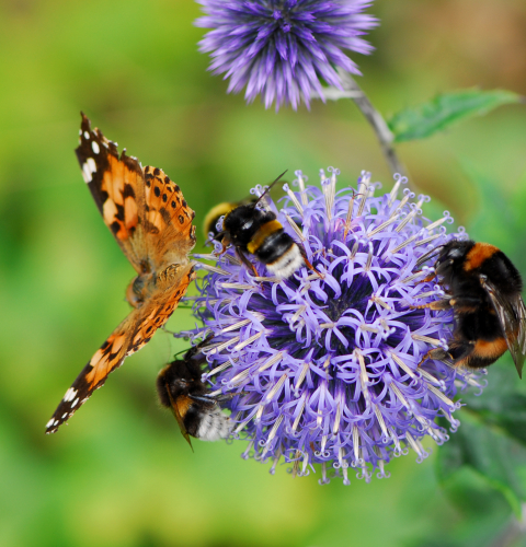 Sommerfugle og bier i tidsel