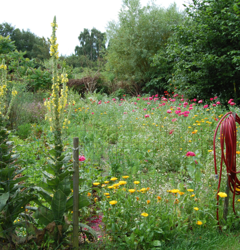 Have med vilde blomster
