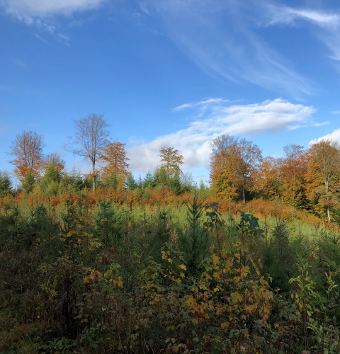 Skov på Linen ved Hinnerup
