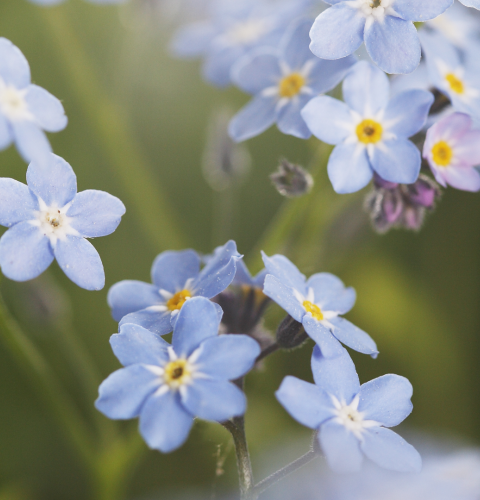 Forglem mig ej - blomsten